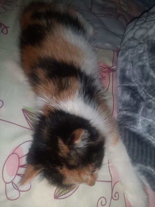 Отдам котят только добрым