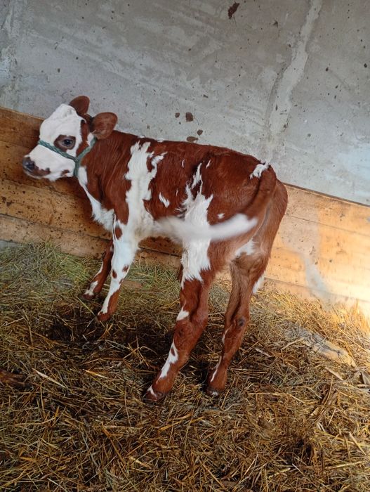 Vând vițel bălțat romanesc