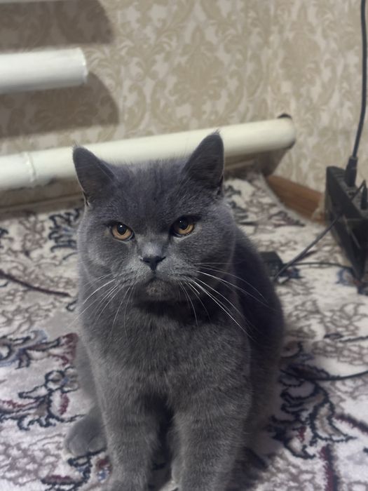 Britanskiy scottish stayt