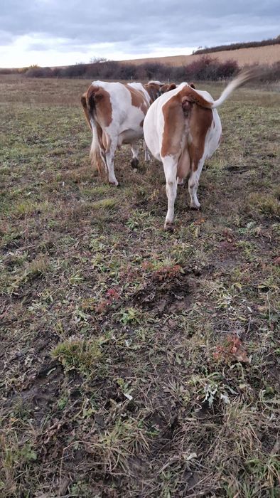 Vaci baltate cu lapte