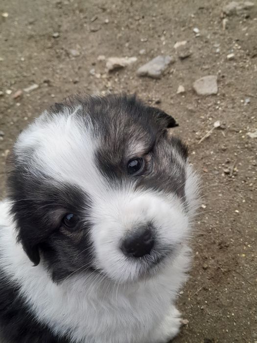 Donez catei rasa comuna