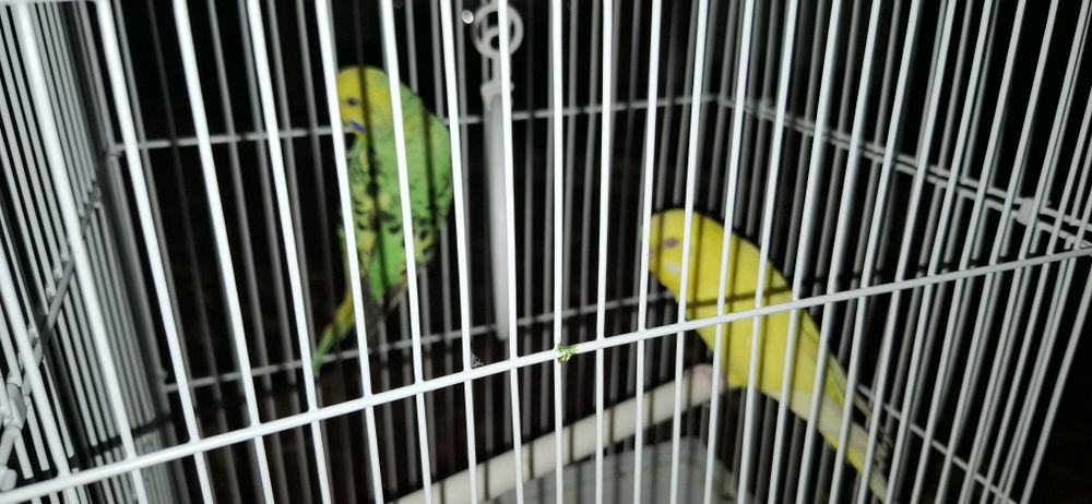 Тути кушлар сотилади.