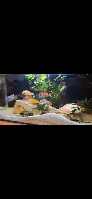 Pesti ciclide si acvari