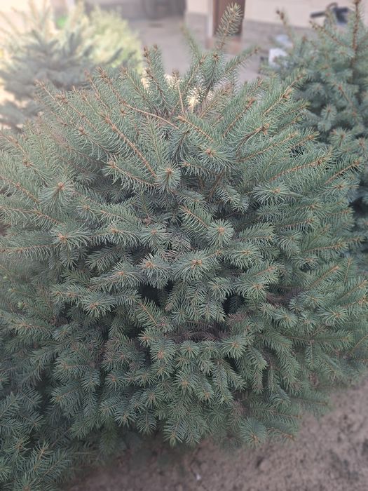 Голубой ель для сада