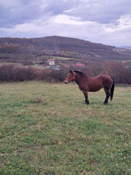 Iapa de vanzare  Floresti