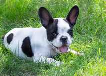 Bulldog francez original