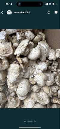 Горный грибы