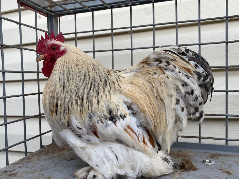 Мини Кохин декоративни петли