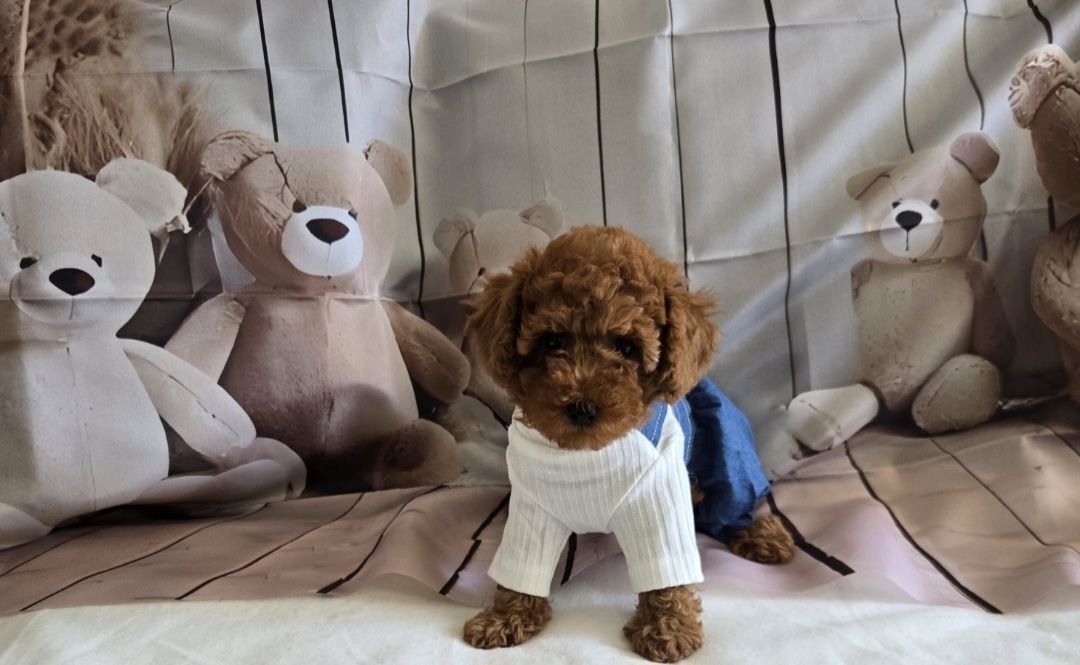 Пудел той Poodle toy с родословие момиче