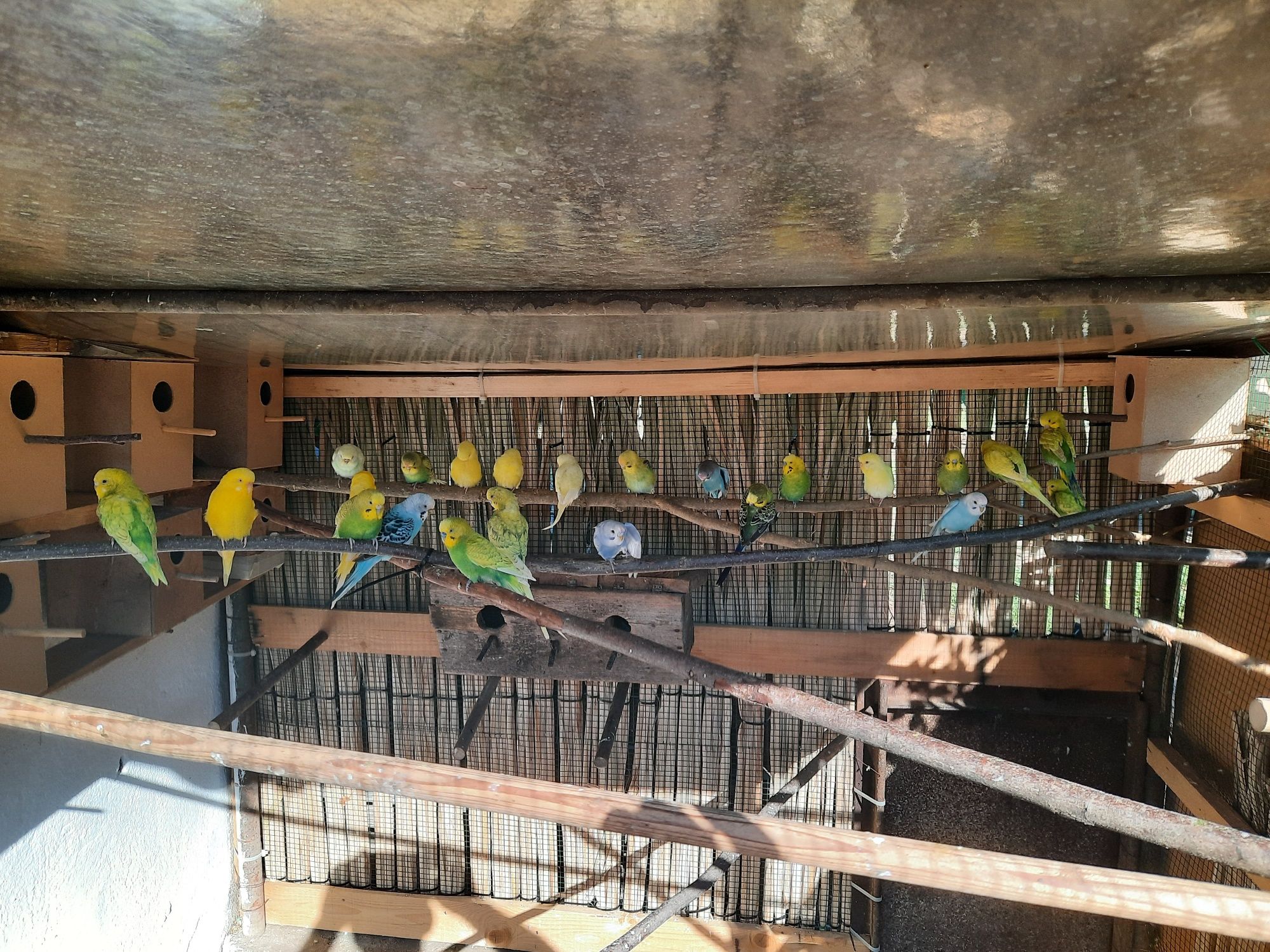 Vând papagali Perusi en gros