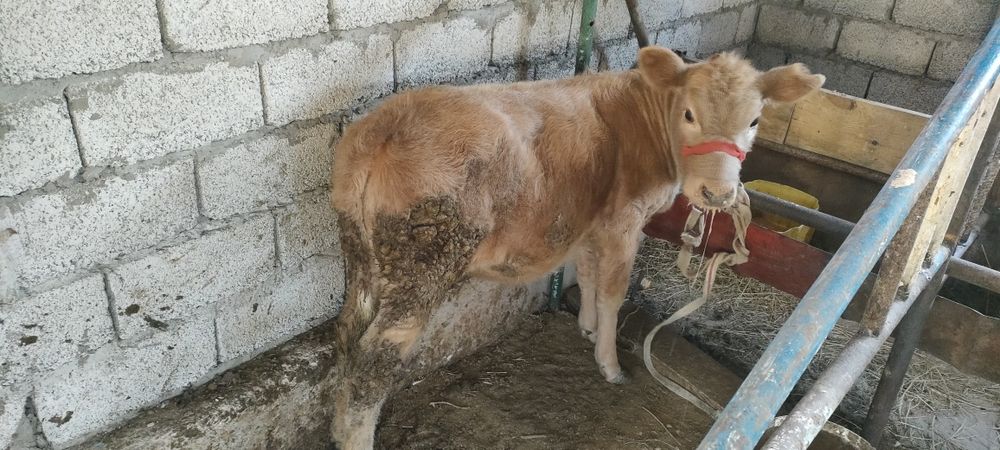 Теленок девочка спокойная