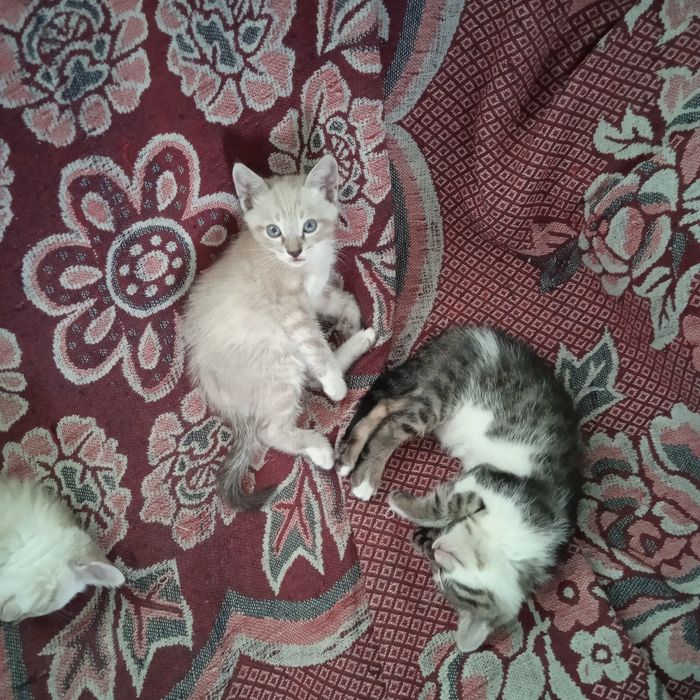 Отдам котят в хорошие руки