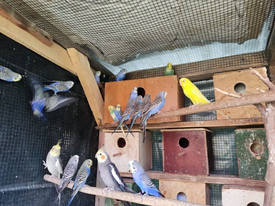 Perusi papagali pui mai multe culori si nimfe