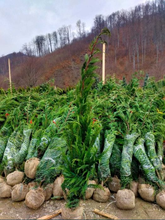 Leylandii 2.3m - 2.5m/ calitate premium/ la cel mai mic preț