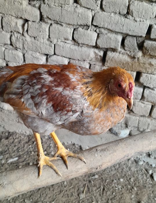 Xoʻrozlar sotiladi 70 mingdan kami bor