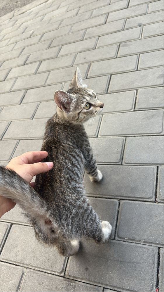Котенок ищет семью