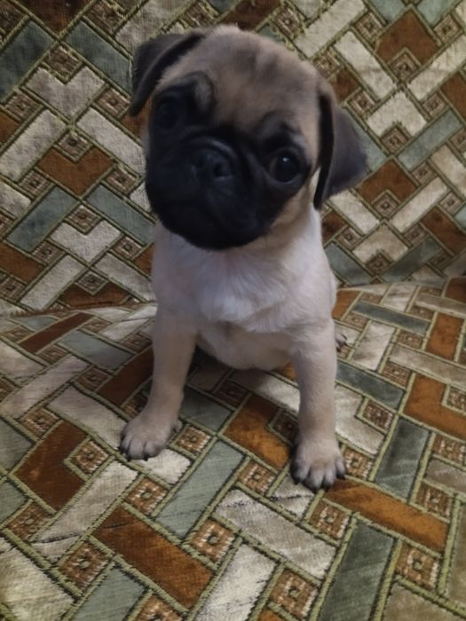 Продам щенков мопса