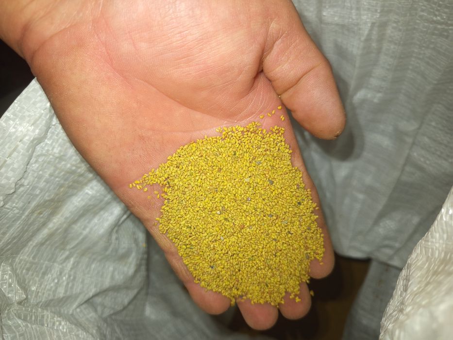 Жоңышқа ұрық (тұқым)