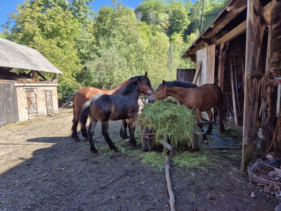 Iapă de 9 ani,mânză de 5 luni,mânz de un an și 5 luni