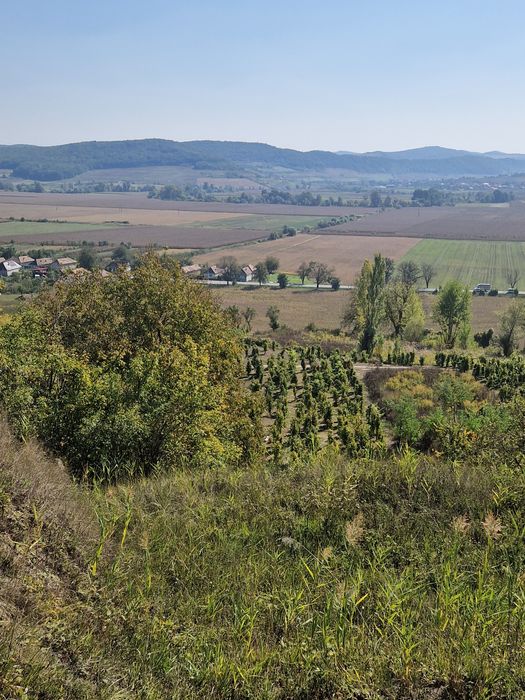 Struguri pentru vịn de la Târnava