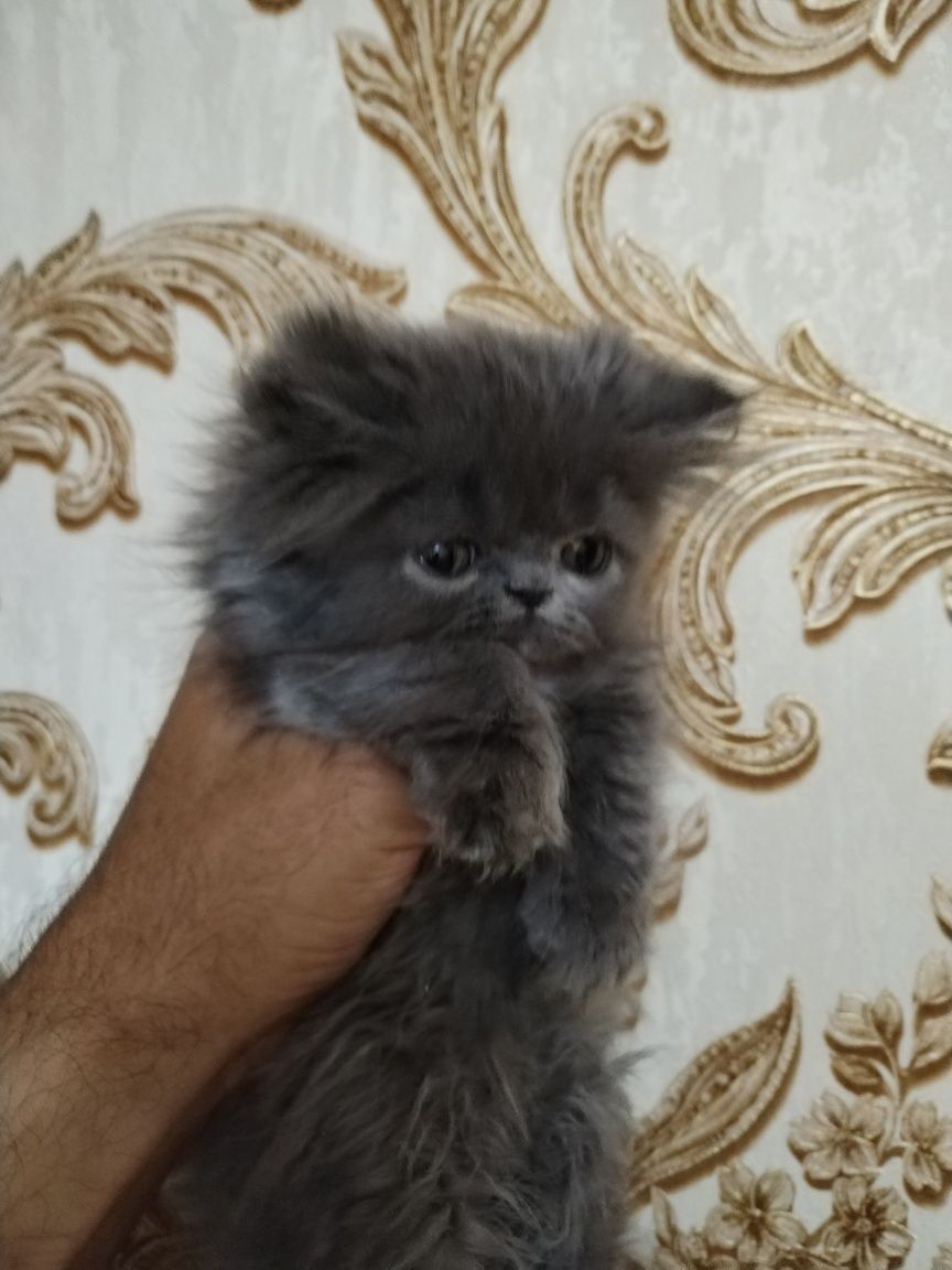Персидские котята экмтрималы