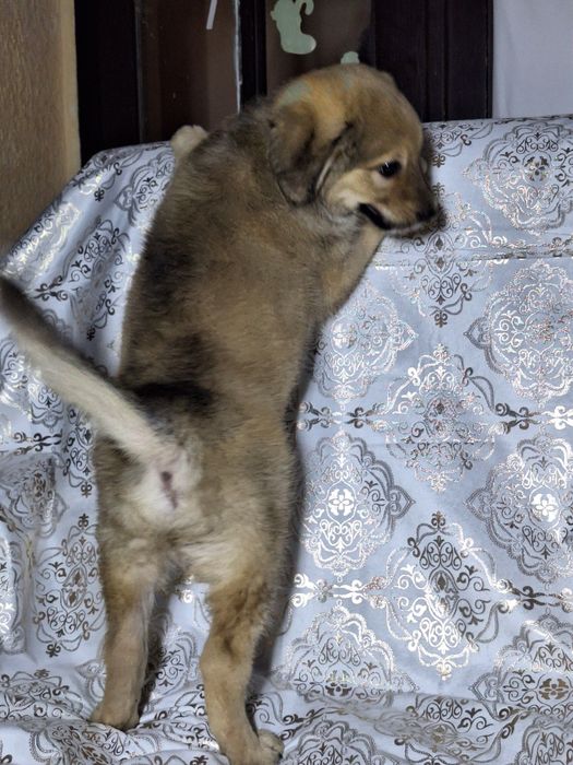 Подарите Тишке семью