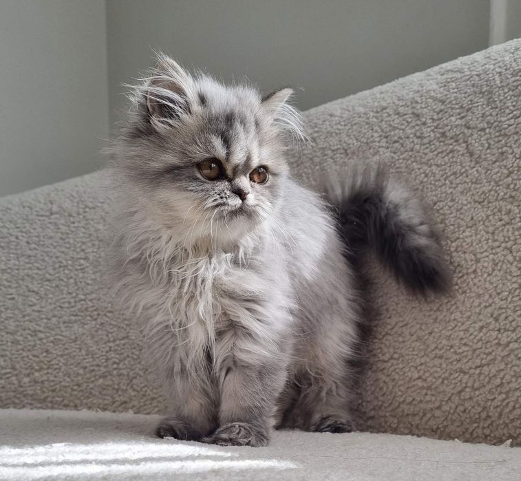 Малки персийски котенца