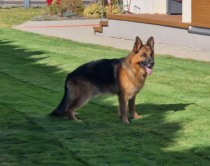 Donez mascul cibanesc german