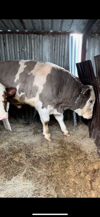 Продам быков с откорма