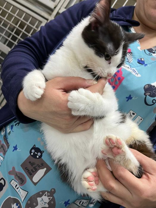 Подарявам мъжко коте