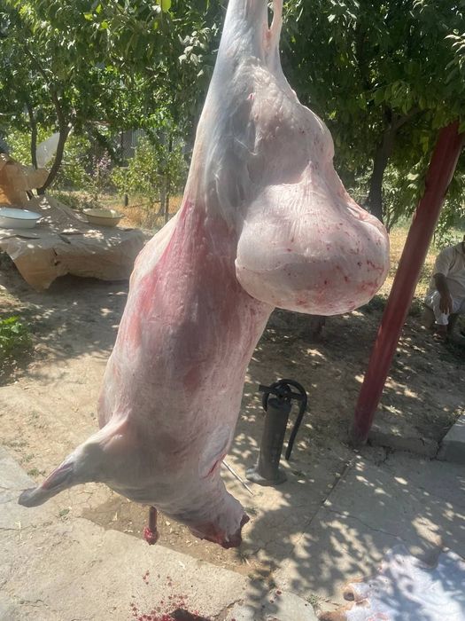 Qo‘y кой Qassob · Dastavka — To‘liq Tayyor Xizmat