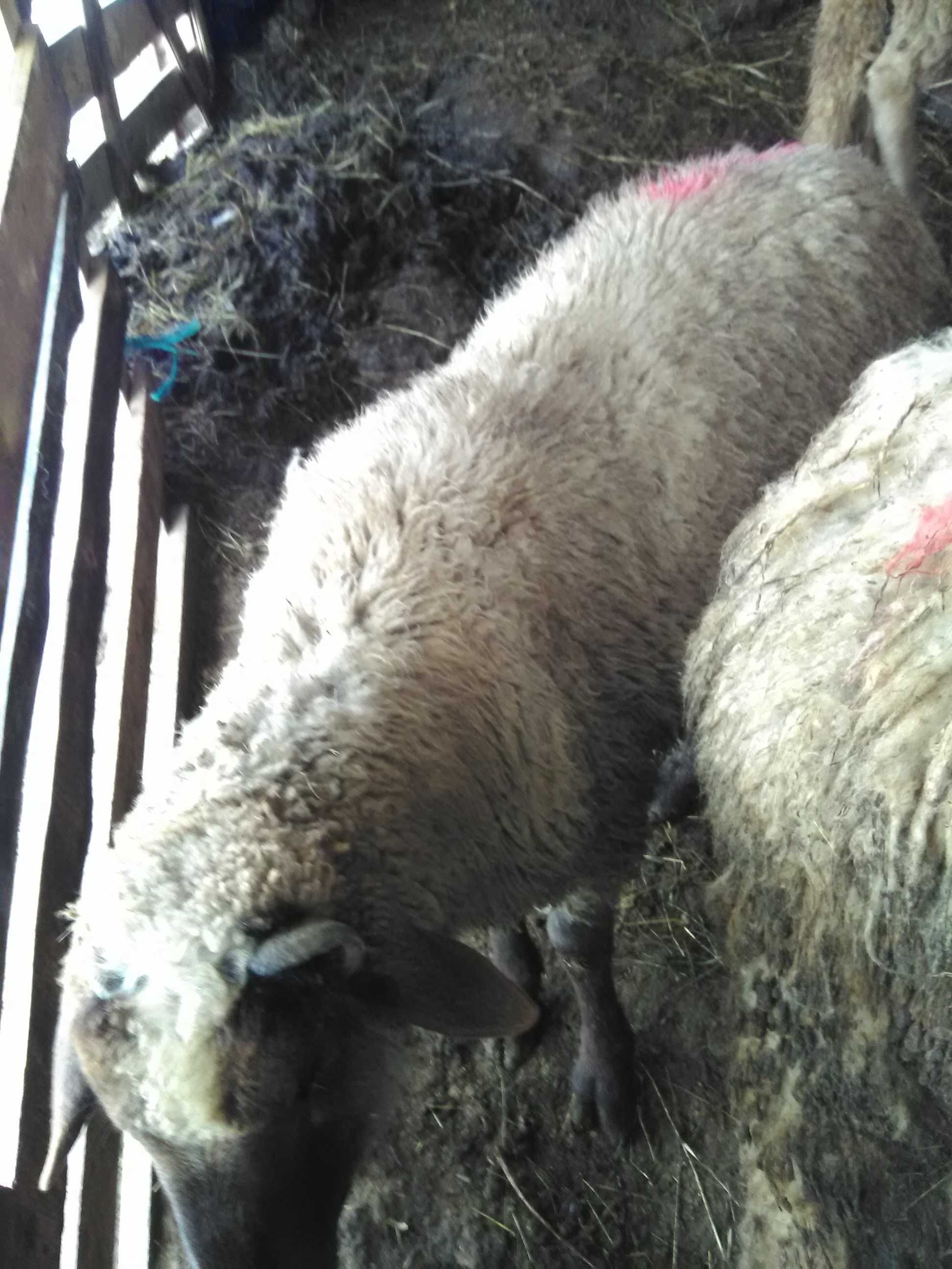 Продавам кочове,шилета,агнета и овце.
