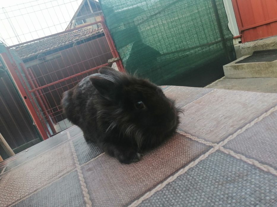 Vand iepuroaica cap de leu