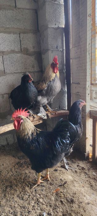 Yosh 9 oylik Uy xo'rozlari, xalol bo'rdoqiga boqilgan.