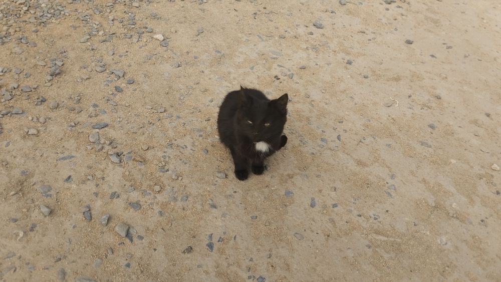 Мысықтың марғаулары