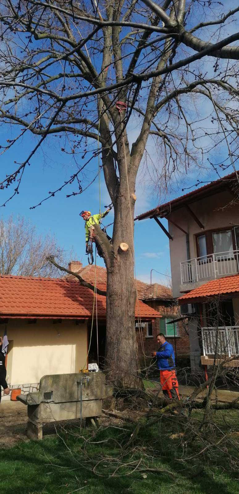 Премахване на опасни дървета