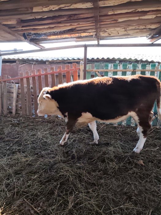 Продам быков породистых