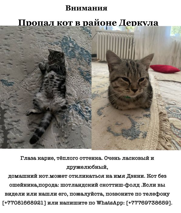 Пропал кот в районе деркула