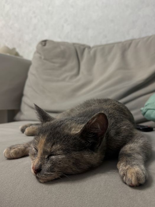 Отдам котика в хорошие руки