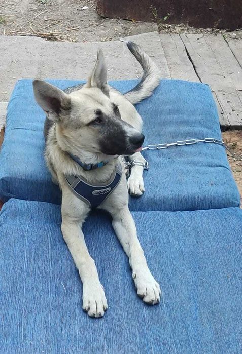 Добрая Наоми ищет дом