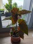Planta Begonia Lucernae (plaman), Arbore de cauciuc (Synadenium)