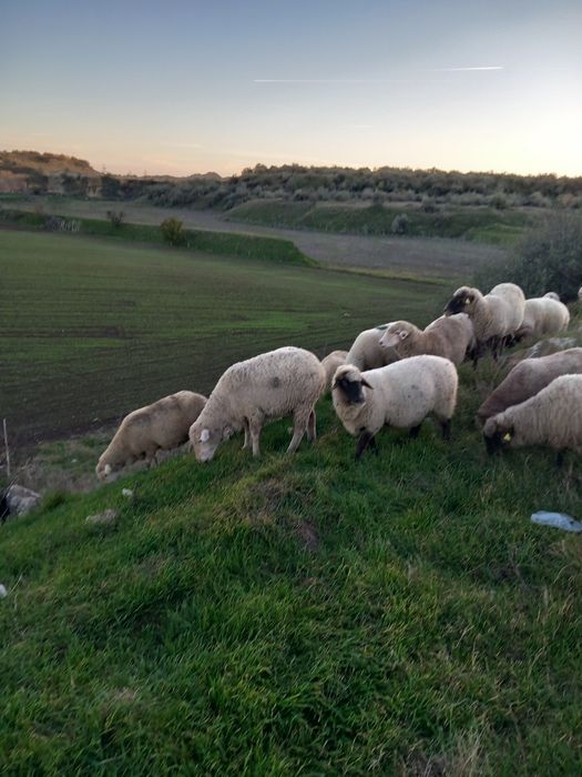 Vand 170 de oi la pretul de 650 de lei