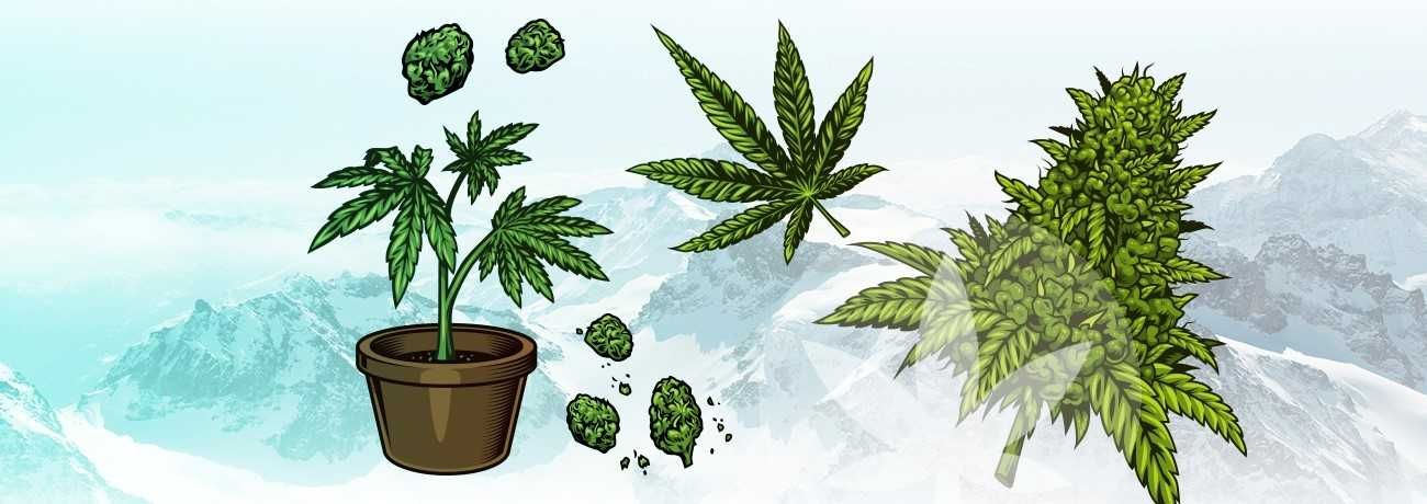 30% CBD Конопено Олио 3000 mg. 10 мл. - Пълен спектър