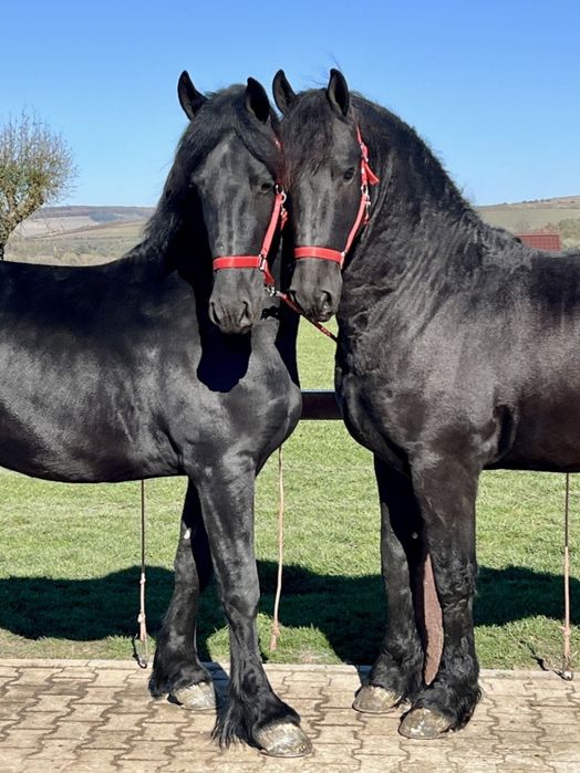 Vând 2 frizeni Armasari tineri