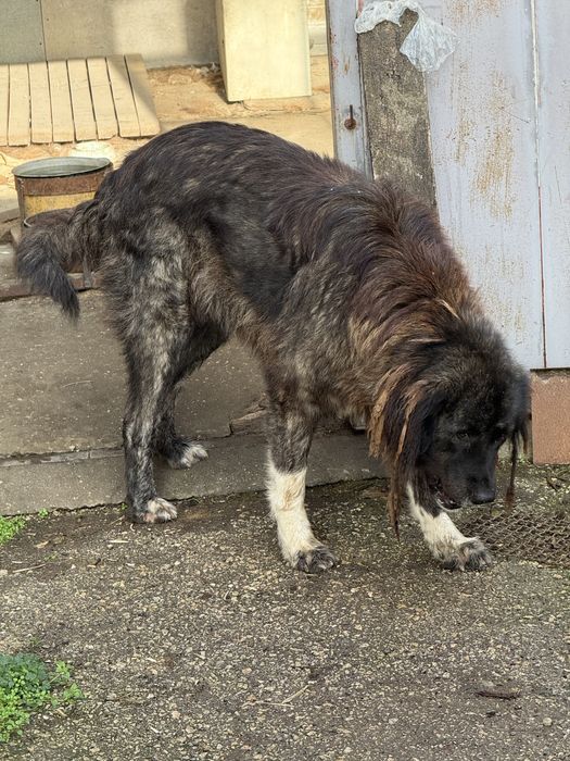 Куче търси нов дом