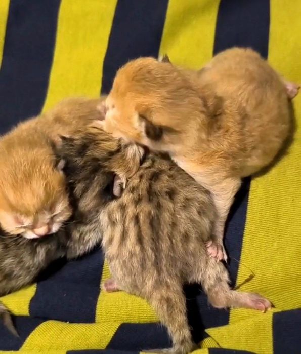 Skotsh fold va skotsh fuld. Ikki xaftada sotuvga tayyor boladi