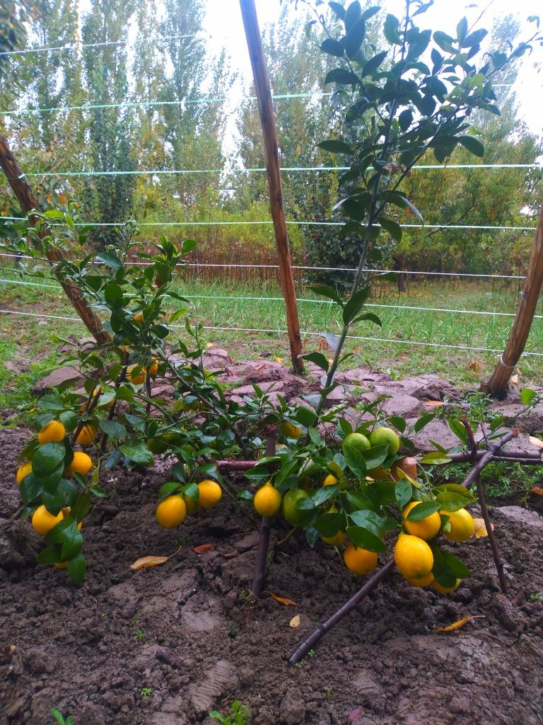Мандарин Апельсин лимон кучатлар гарантия 100 фойз