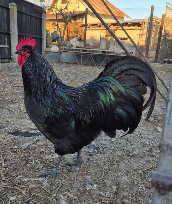 Vând cocoș Australorp