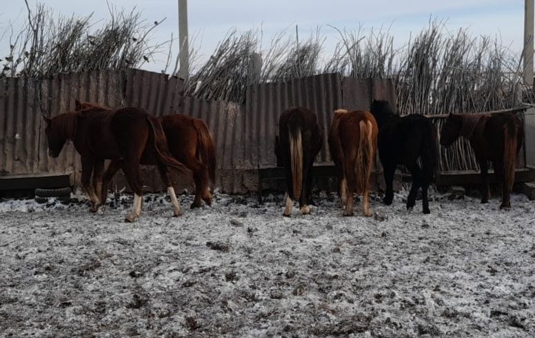 Лошади 1,5 (тай)