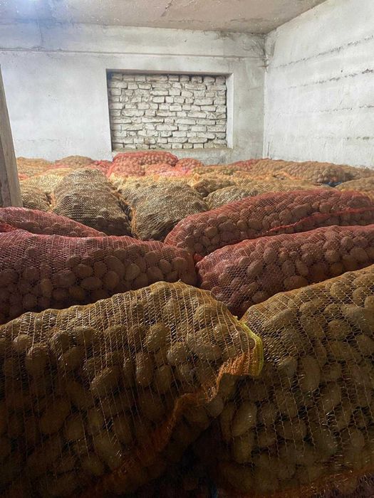 Cartof pentru furaj/animale